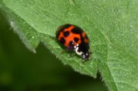 Harmonia axyridis