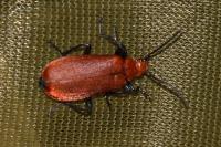 Pyrochroa serraticornis