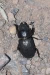 Dorcus parallelipipedus