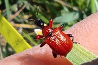 Apoderus coryli