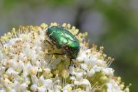 Cetonia aurata