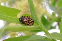Chrysomela vigintipunctata