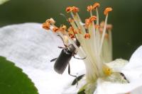 Grammoptera ruficornis