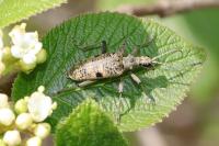 Rhagium mordax