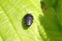 Trachys minutus