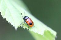 Cryptocephalus bipunctatus