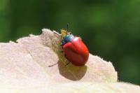 Chrysomela populi