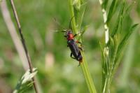 Cantharis rustica