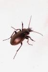 Carabus nemoralis