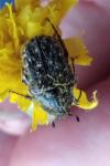 Oxythyrea funesta