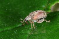 Orchestes quercus