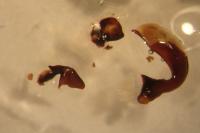 Pterostichus nigrita
