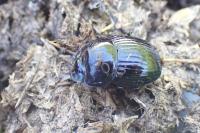 Copris lunaris