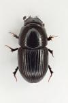 Otophorus haemorrhoidalis