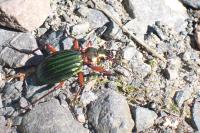 Carabus auronitens