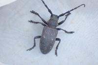 Lamia textor