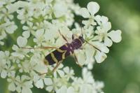 Clytus arietis