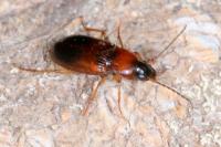 Stenolophus teutonus