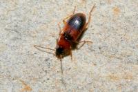 Stenolophus teutonus