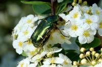 Cetonia aurata