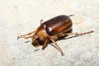 Rhizotrogus aestivus