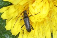 Grammoptera ruficornis