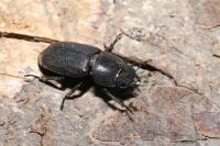 Dorcus parallelipipedus