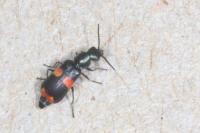 Anthocomus fasciatus