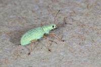 Polydrusus impressifrons