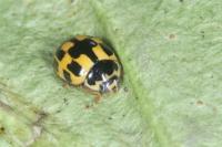 Propylea quatuordecimpunctata