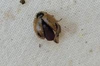 Aphidecta obliterata