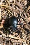 Timarcha tenebricosa