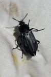 Necrodes littoralis