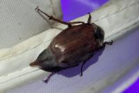 Melolontha hippocastani