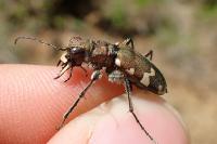 Cicindela sylvicola