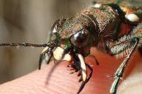 Cicindela sylvicola
