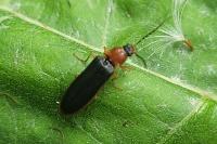 Denticollis linearis