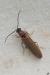 Denticollis linearis