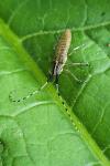 Agapanthia villosoviridescens
