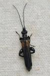 Oedemera pthysica