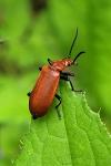 Pyrochroa serraticornis
