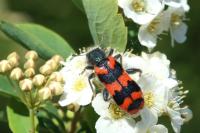 Trichodes alvearius