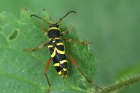 Clytus arietis