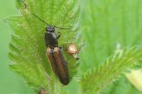Athous vittatus