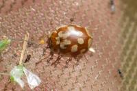 Myrrha octodecimguttata