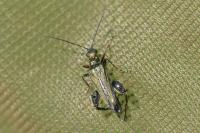 Oedemera flavipes