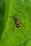 Clytus arietis