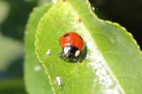 Adalia bipunctata