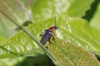 Cantharis rustica
