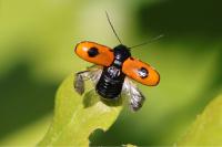 Cryptocephalus bipunctatus